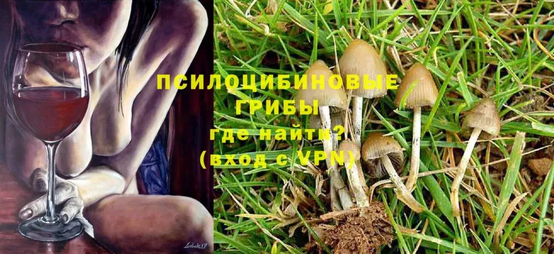 Псилоцибиновые грибы Cubensis  где найти   Баксан 